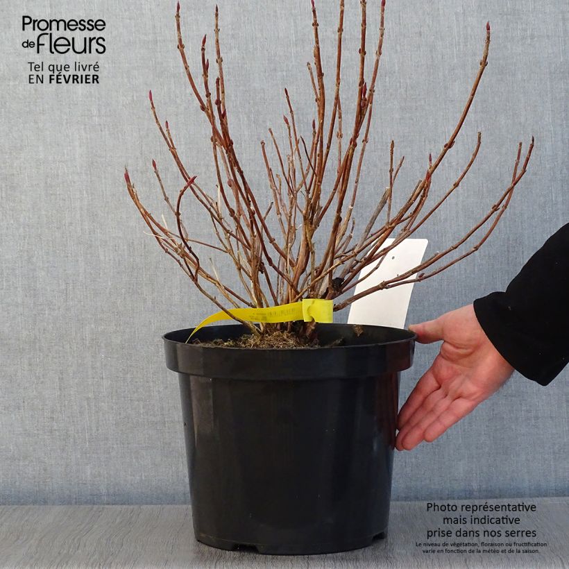 Amostra de Hortensia - Hydrangea serrata Avelroz Vaso de 7,5 L/10 L tal como entregue no inverno