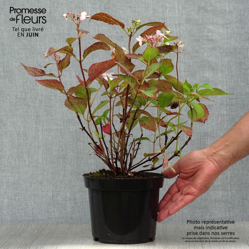 Amostra de Hortênsia serrata Blue Bird Vaso de 3 L/4 L tal como entregue no verão