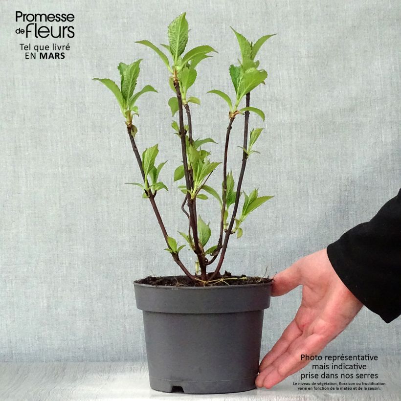 Amostra de Hortênsia serrata Blue Bird Vaso de 3 L/4 L tal como entregue na primavera