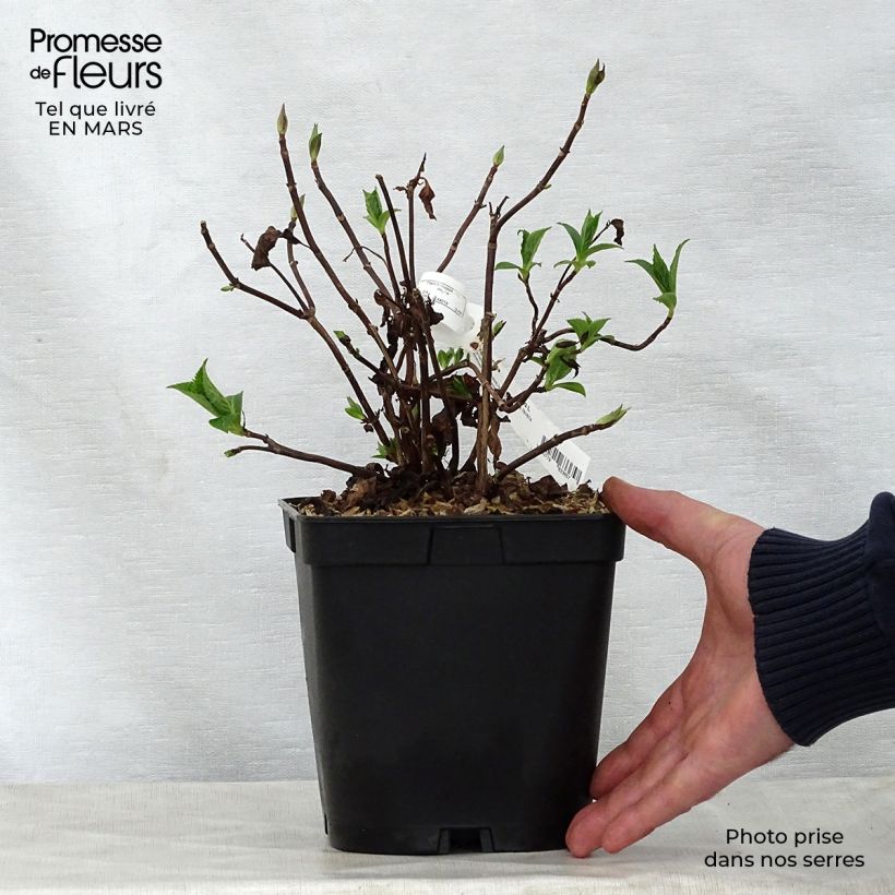 Amostra de Hortênsia serrata Blue Deckle Vaso de 2 L/3 L tal como entregue na primavera