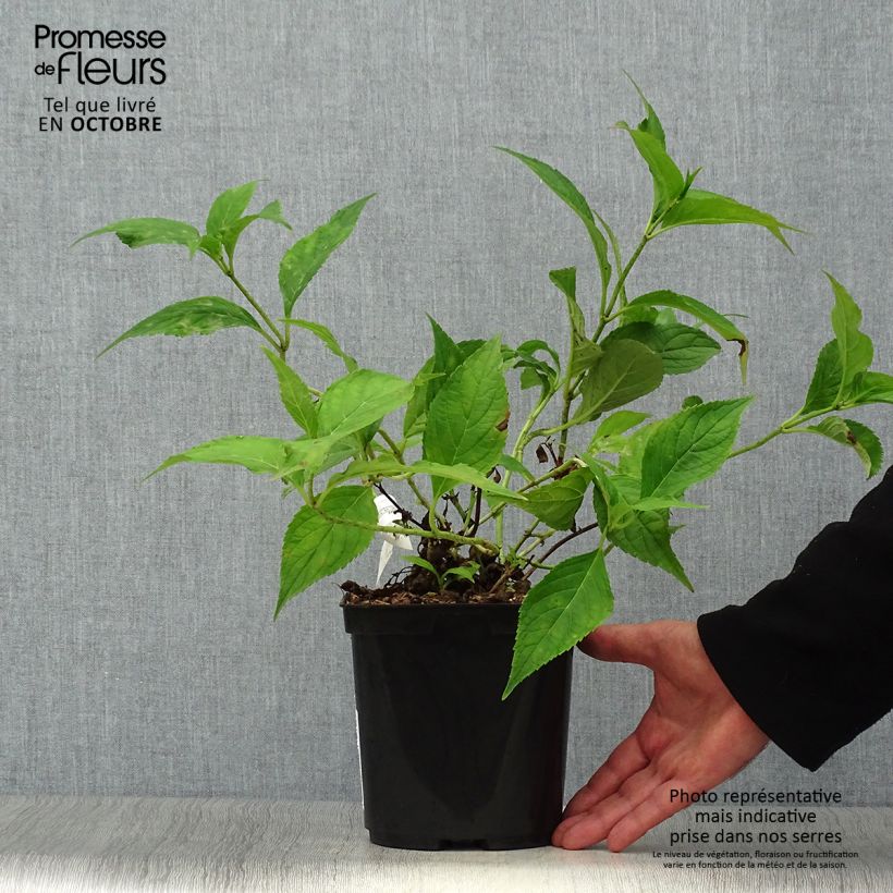 Amostra de Hortênsia serrata Blue Deckle Vaso de 2 L/3 L tal como entregue no outono
