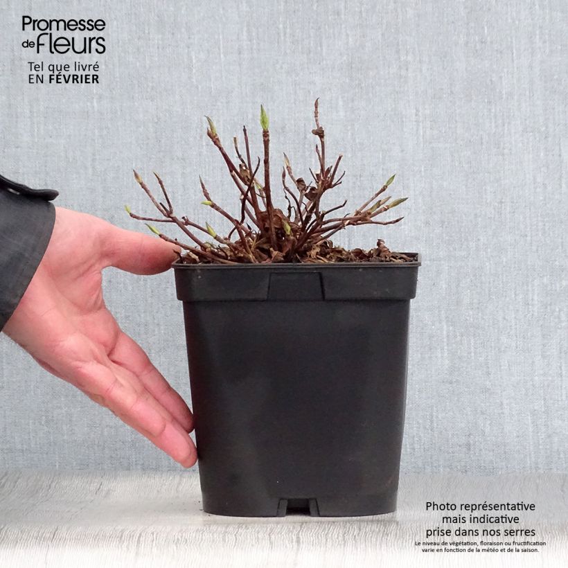 Amostra de Hortensia - Hydrangea serrata Blue Deckle Vaso de 2 L/3 L tal como entregue no inverno