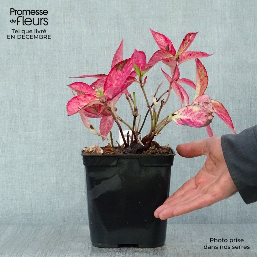 Amostra de Hortensia - Hydrangea serrata Cap Sizun Vaso de 2 L/3 L tal como entregue no inverno