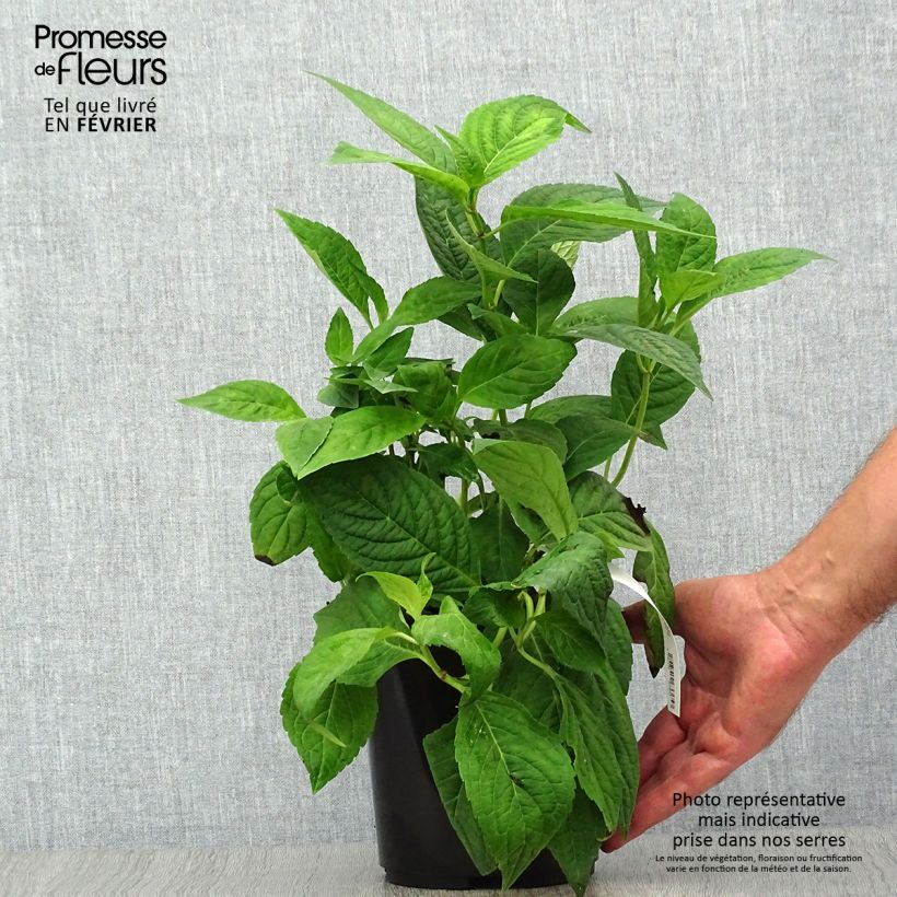 Amostra de Hortênsia serrata Cap Sizun Vaso de 2 L/3 L tal como entregue no outono