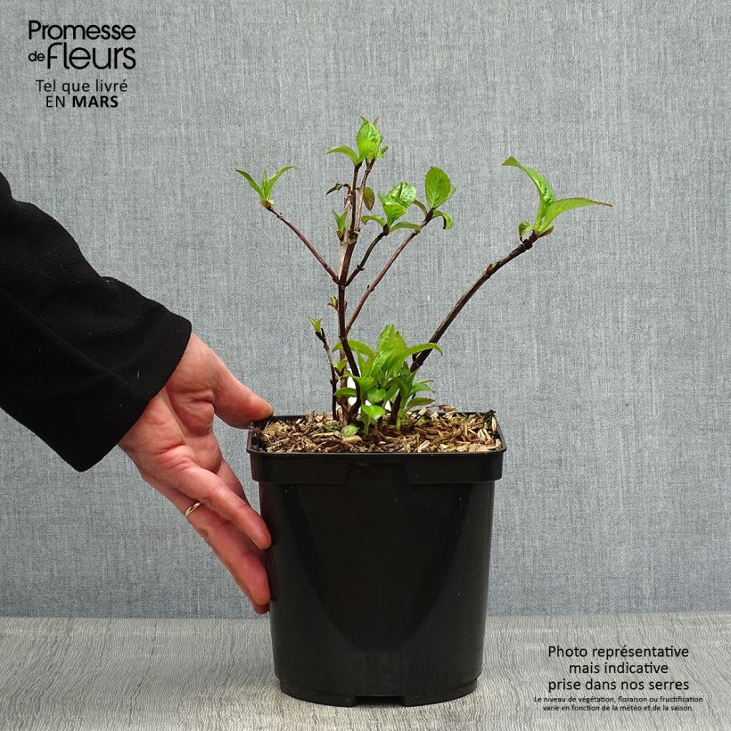 Amostra de Hortênsia serrata Cap Sizun Vaso de 2 L/3 L tal como entregue na primavera