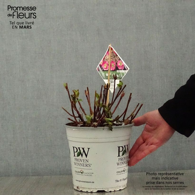 Amostra de Hortensia - Hydrangea serrata Cotton Candy Vaso de 4 L/5 L tal como entregue no inverno