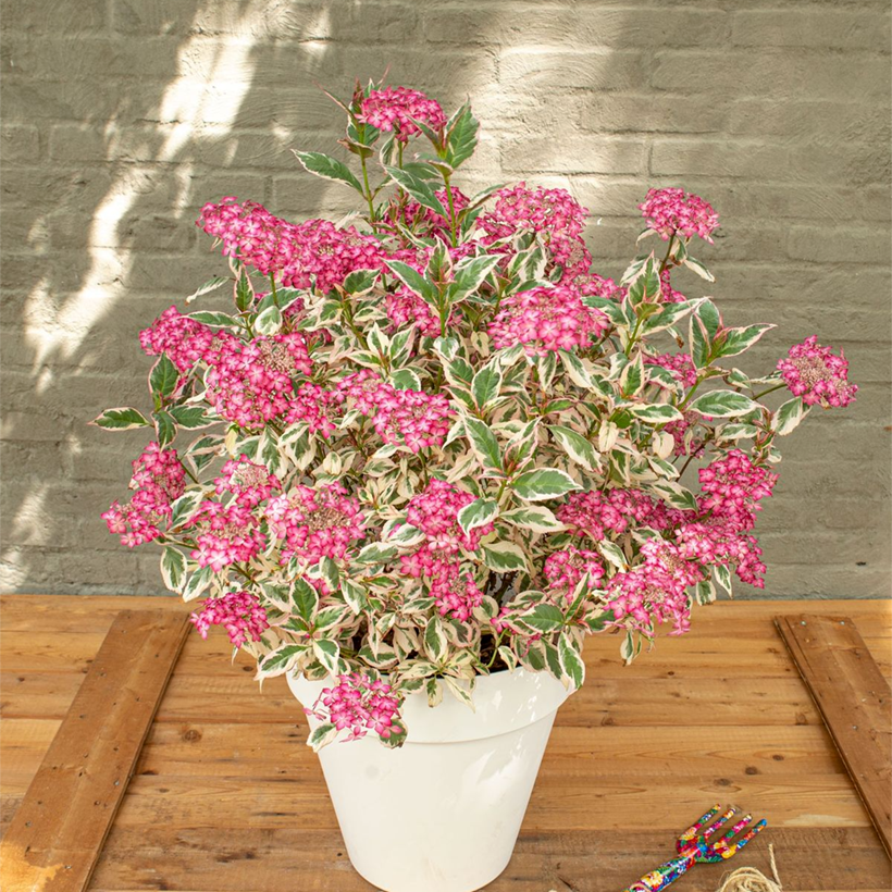 Hortênsia serrata Euphoria Pink (Hábito)