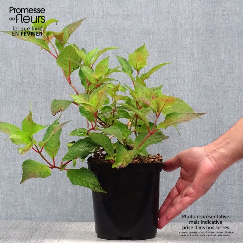 Amostra de Hortênsia serrata Graciosa Vaso de 2 L/3 L tal como entregue no outono