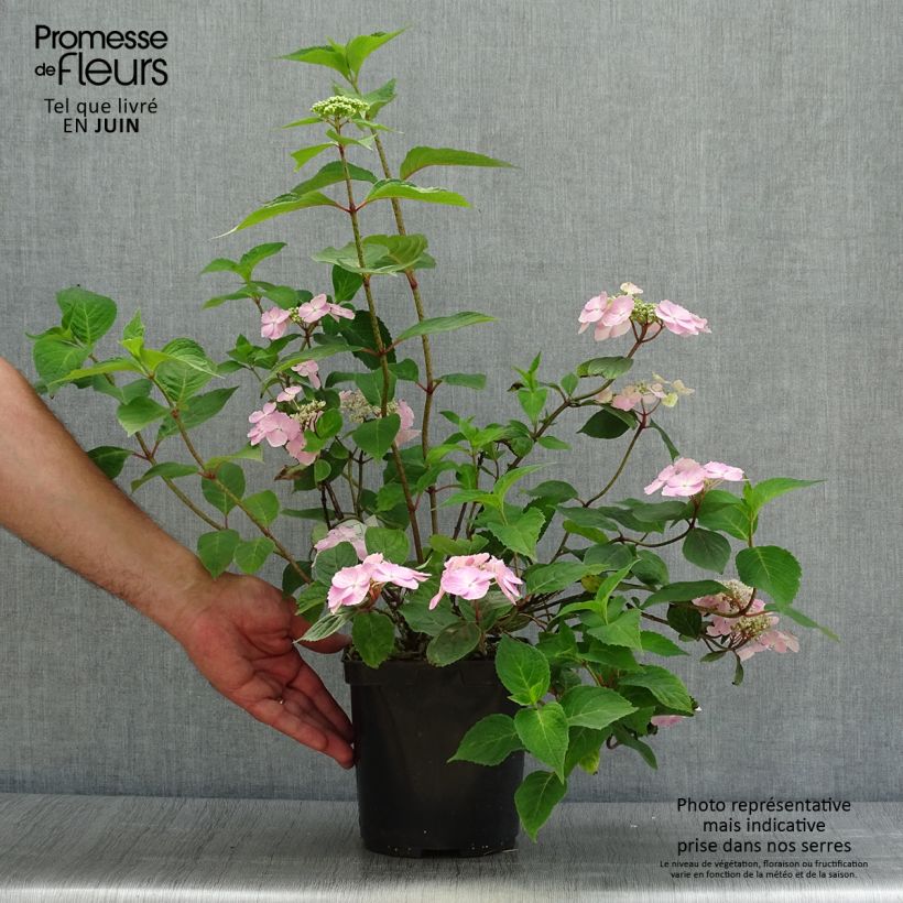 Amostra de Hortênsia serrata Graciosa Vaso de 2 L/3 L tal como entregue no verão