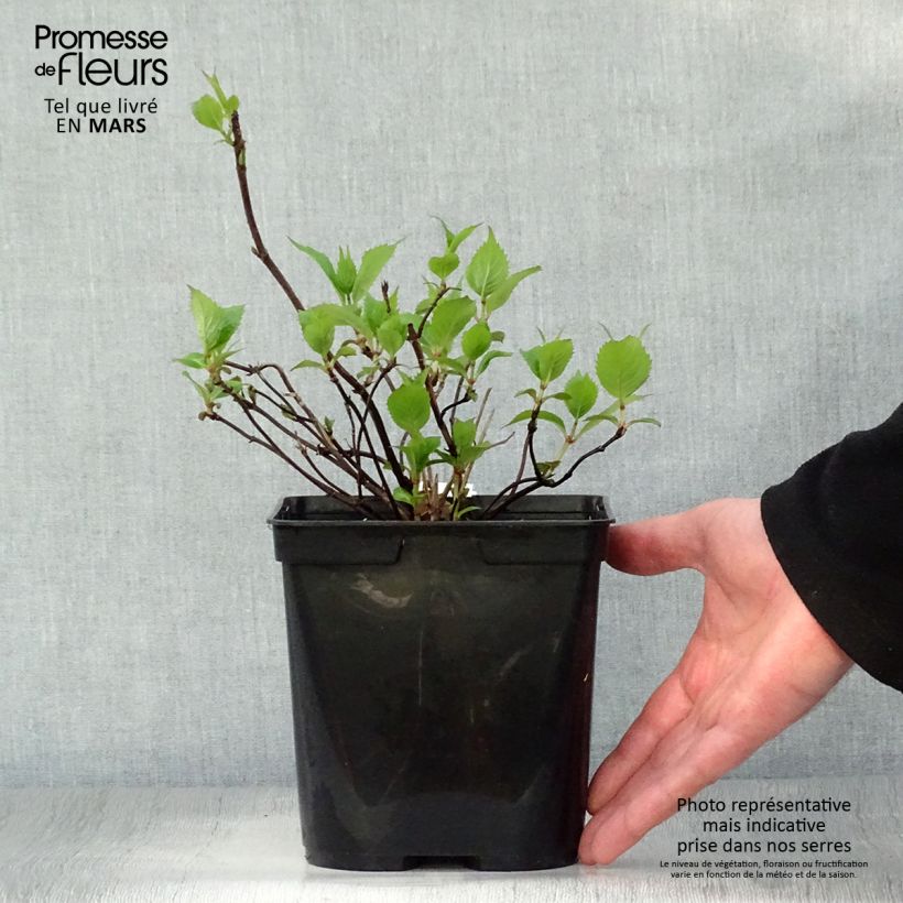 Amostra de Hortênsia serrata Graciosa Vaso de 2 L/3 L tal como entregue na primavera