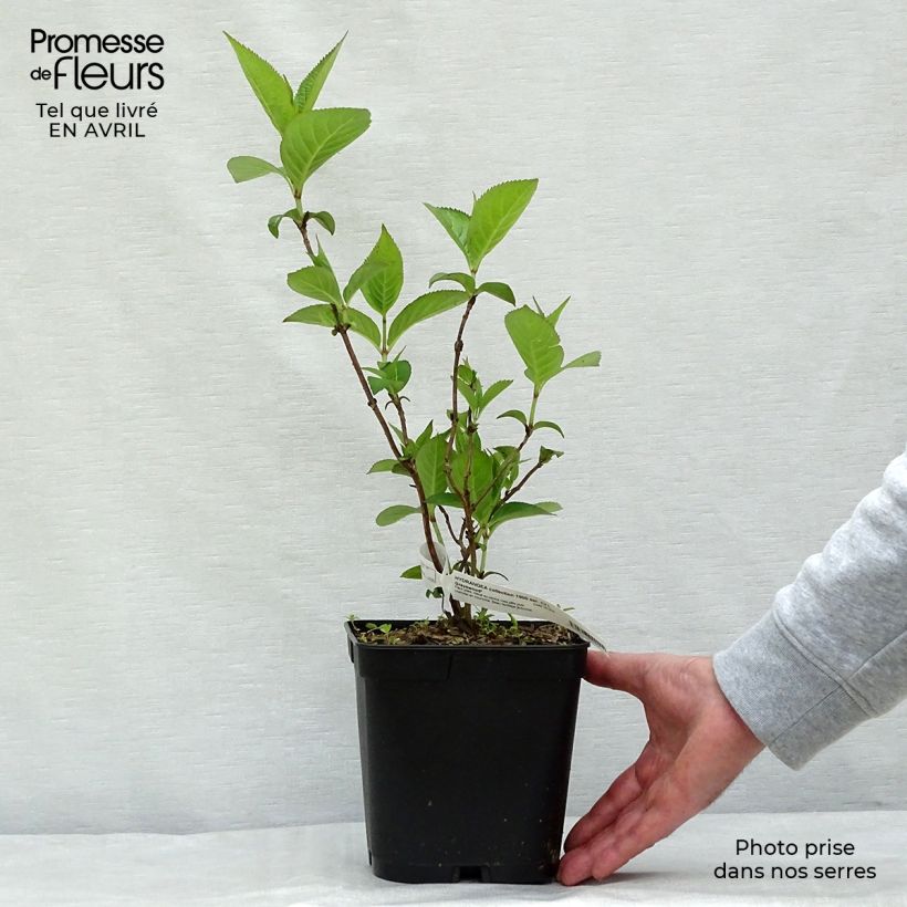 Amostra de Hortênsia serrata Grayswood Vaso de 2 L/3 L tal como entregue na primavera
