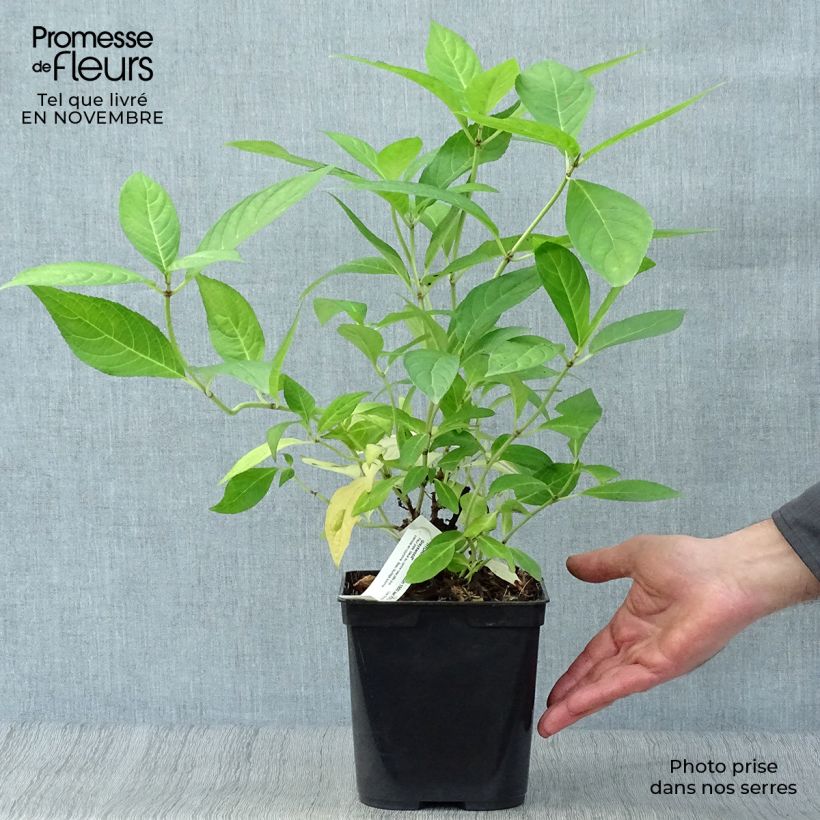 Amostra de Hortênsia serrata Grayswood Vaso de 2 L/3 L tal como entregue no outono