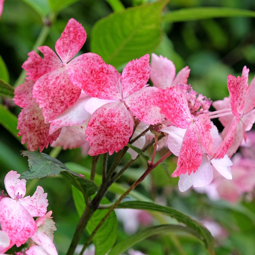 Hortênsia serrata Grayswood (Floração)