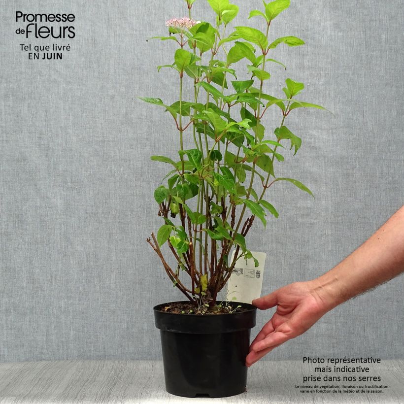 Amostra de Hortênsia serrata Intermedia Vaso de 2 L/3 L tal como entregue no verão