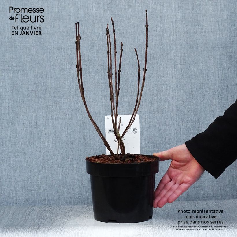 Amostra de Hortensia - Hydrangea serrata Intermedia Vaso de 2 L/3 L tal como entregue no inverno