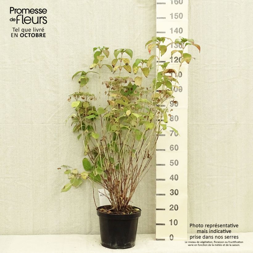 Amostra de Hortênsia serrata Intermedia Vaso de 7,5 L/10 L tal como entregue no outono