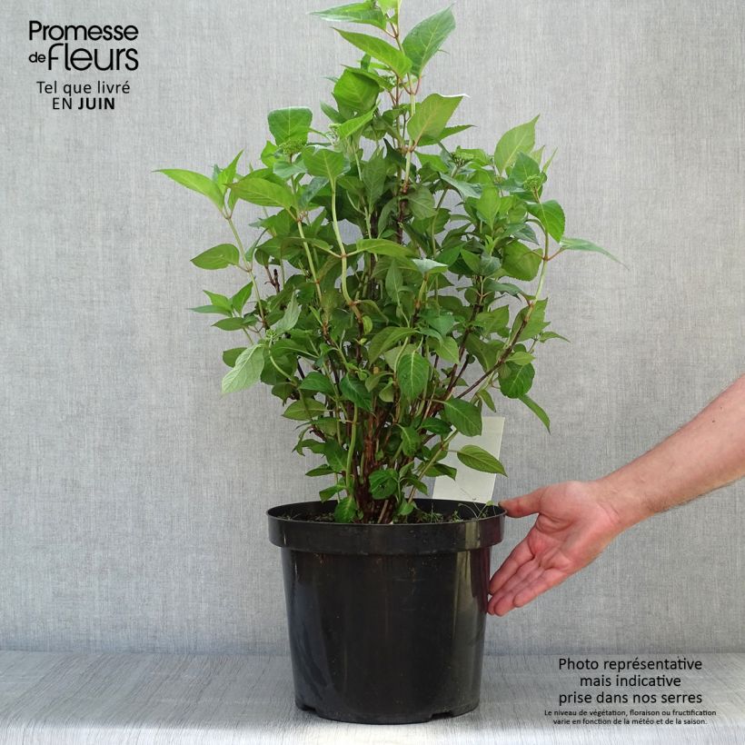 Amostra de Hortênsia serrata Intermedia Vaso de 7,5 L/10 L tal como entregue no verão