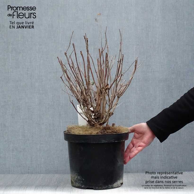 Amostra de Hortensia - Hydrangea serrata Intermedia Vaso de 7,5 L/10 L tal como entregue no inverno