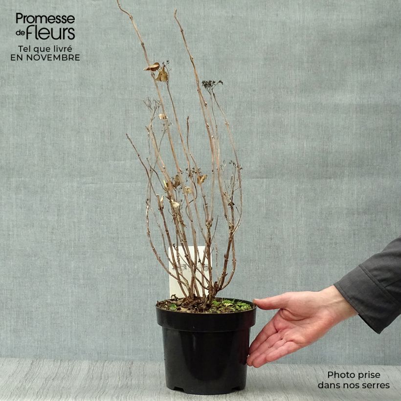 Amostra de Hortênsia serrata Intermedia Vaso de 2 L/3 L tal como entregue no outono