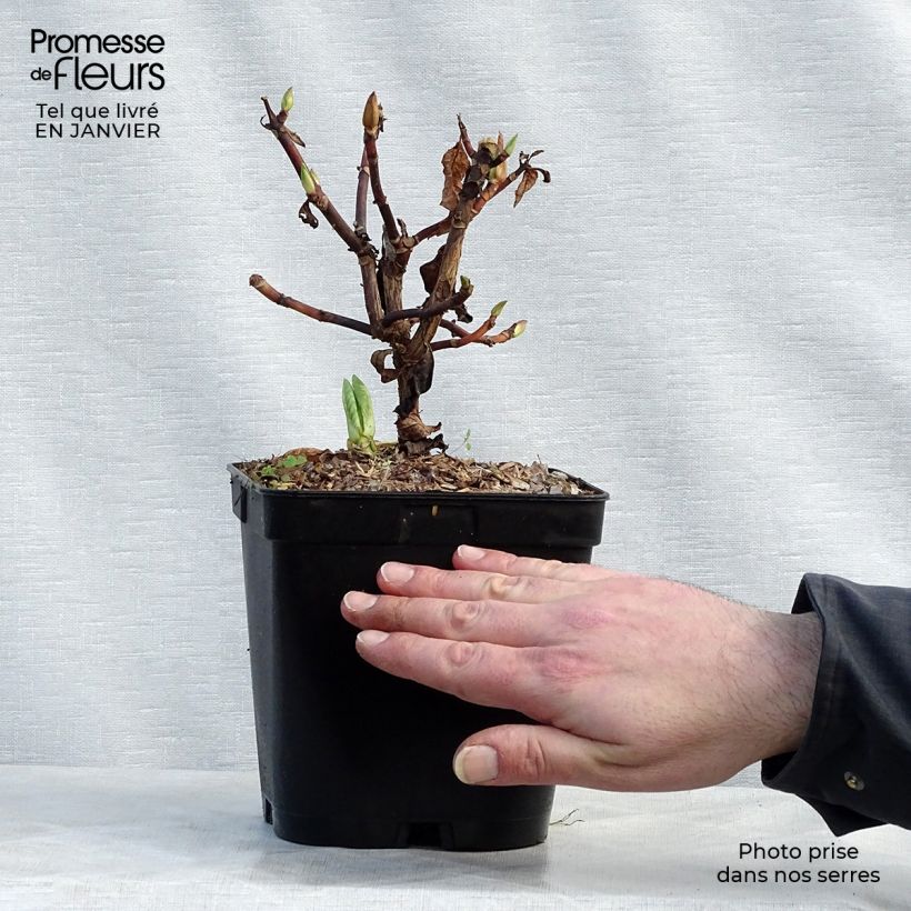 Amostra de Hortensia - Hydrangea serrata Klaveren Vaso de 2 L/3 L tal como entregue no inverno