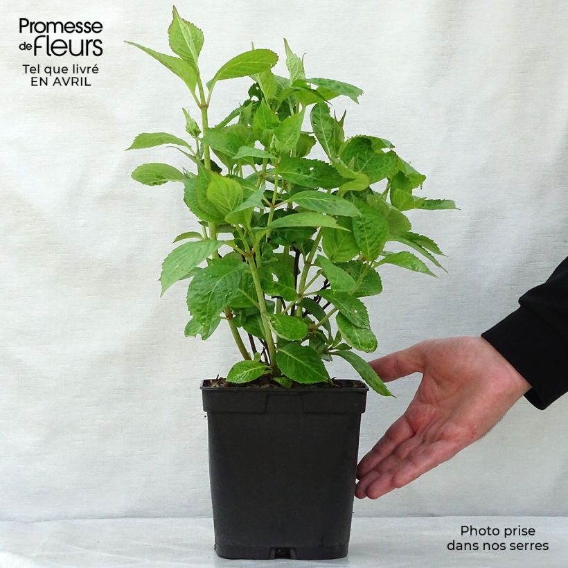 Amostra de Hortênsia Klaveren Vaso de 2 L/3 L tal como entregue na primavera