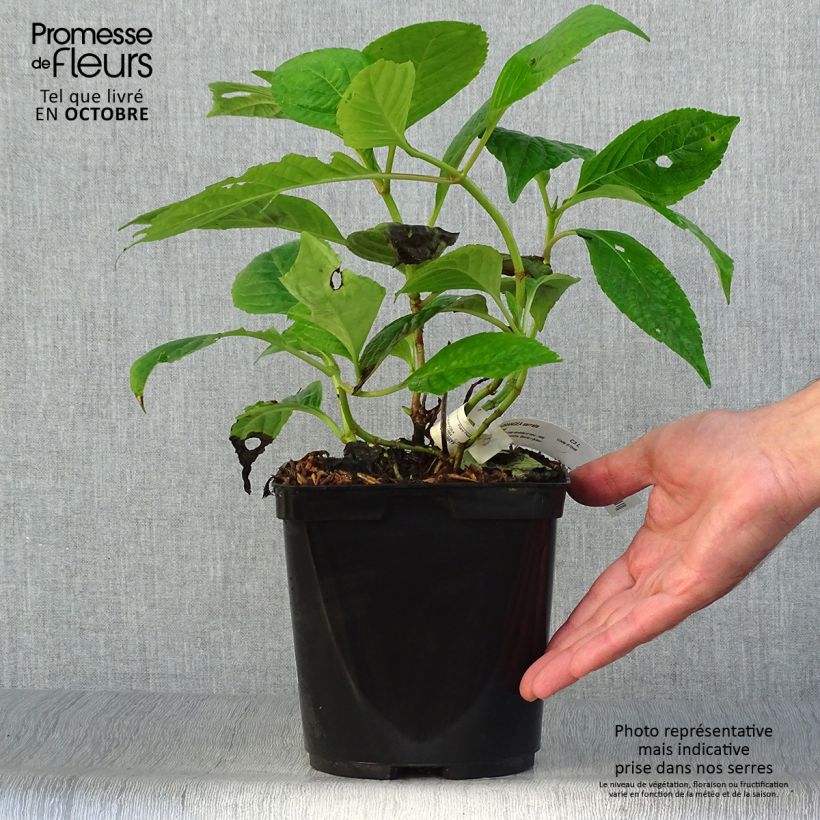 Amostra de Hortênsia Klaveren Vaso de 2 L/3 L tal como entregue no outono