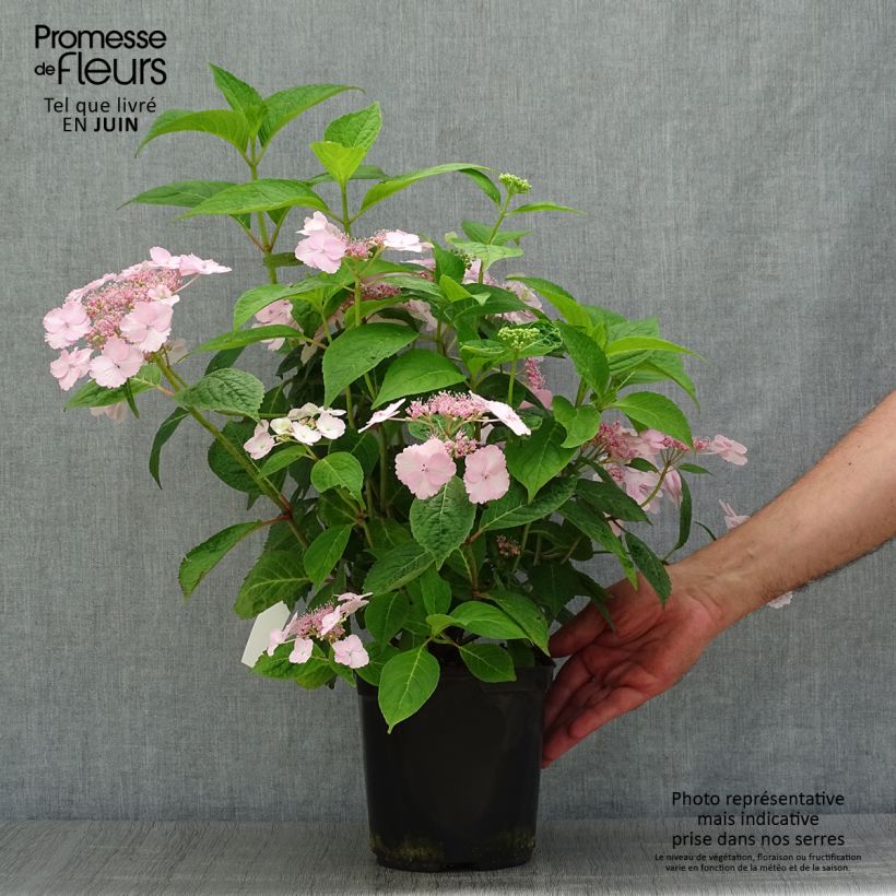 Amostra de Hortênsia Klaveren Vaso de 2 L/3 L tal como entregue no verão