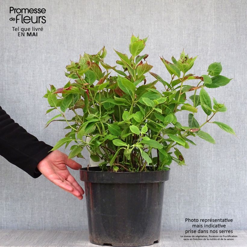 Amostra de Hortensia - Hydrangea serrata Magic Pillow Pot de 7,5L/10L tal como entregue na primavera