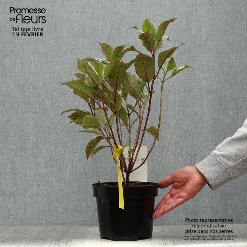 Amostra de Hortênsia serrata Precioza Vaso de 2 L/3 L tal como entregue no outono