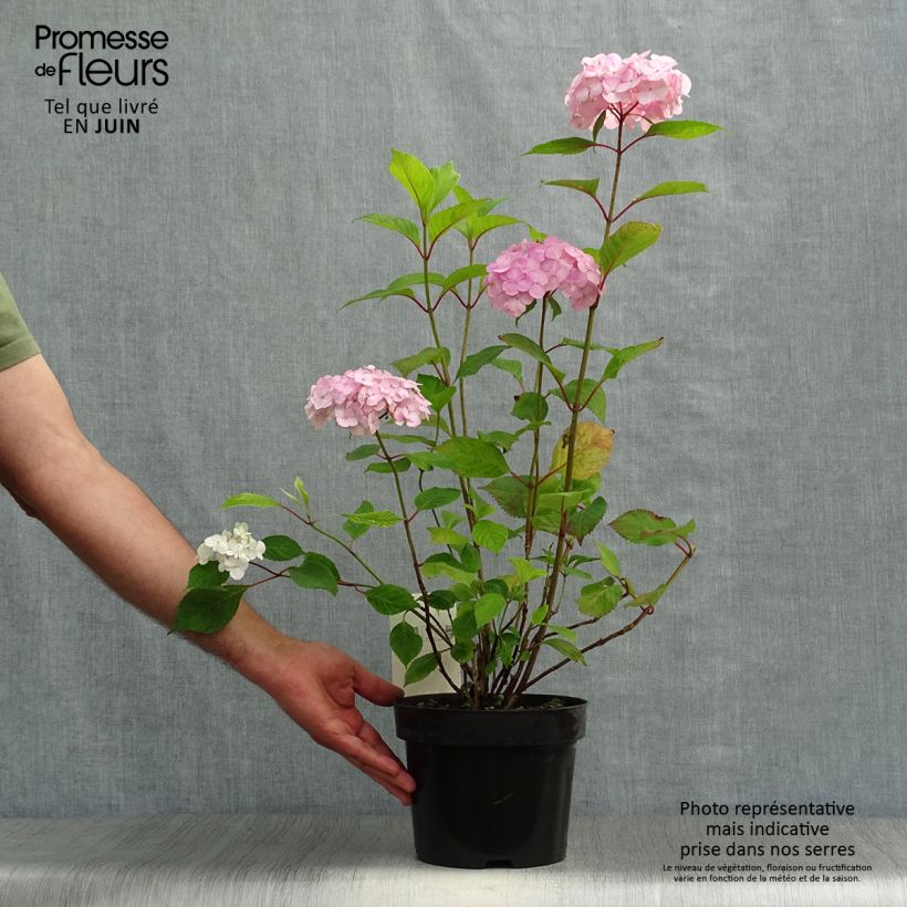 Amostra de Hortênsia serrata Precioza Vaso de 2 L/3 L tal como entregue no verão