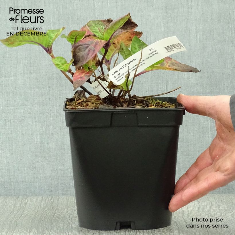 Amostra de Hortensia - Hydrangea serrata Shojo Vaso de 2 L/3 L tal como entregue no inverno