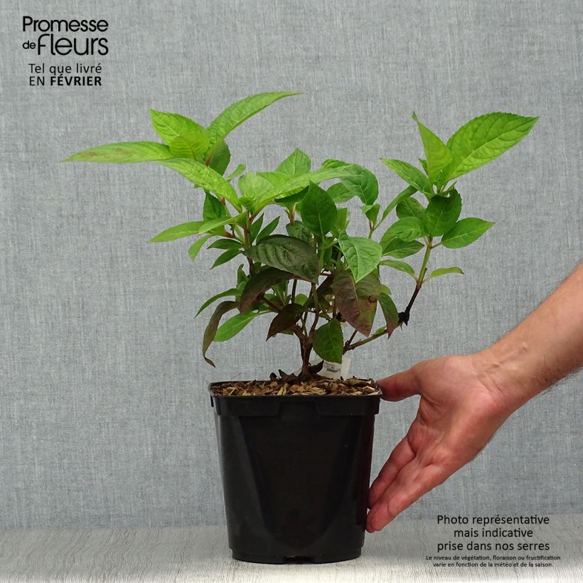 Amostra de Hortênsia serrata Shojo Vaso de 2 L/3 L tal como entregue no outono