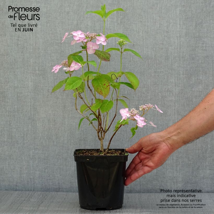 Amostra de Hortênsia serrata Shojo Vaso de 2 L/3 L tal como entregue no verão