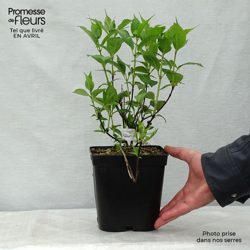 Amostra de Hortênsia serrata Tiara Vaso de 2 L/3 L tal como entregue na primavera