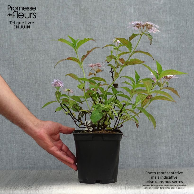 Amostra de Hortênsia serrata Tiara Vaso de 2 L/3 L tal como entregue no verão