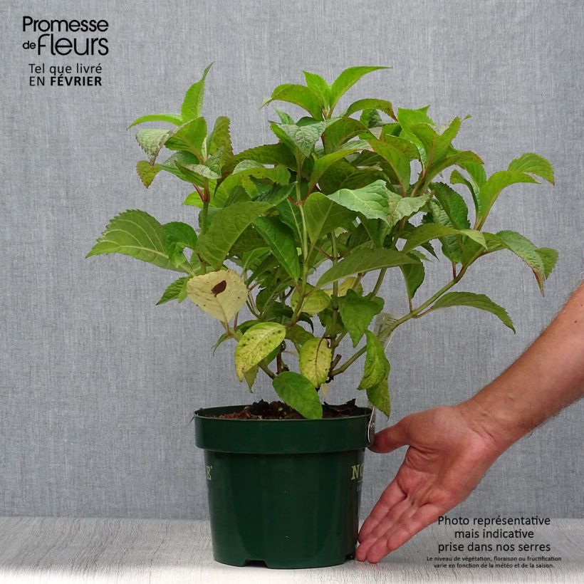 Amostra de Hortênsia serrata subsp. yezoensis Veerle Vaso de 3 L/4 L tal como entregue no outono
