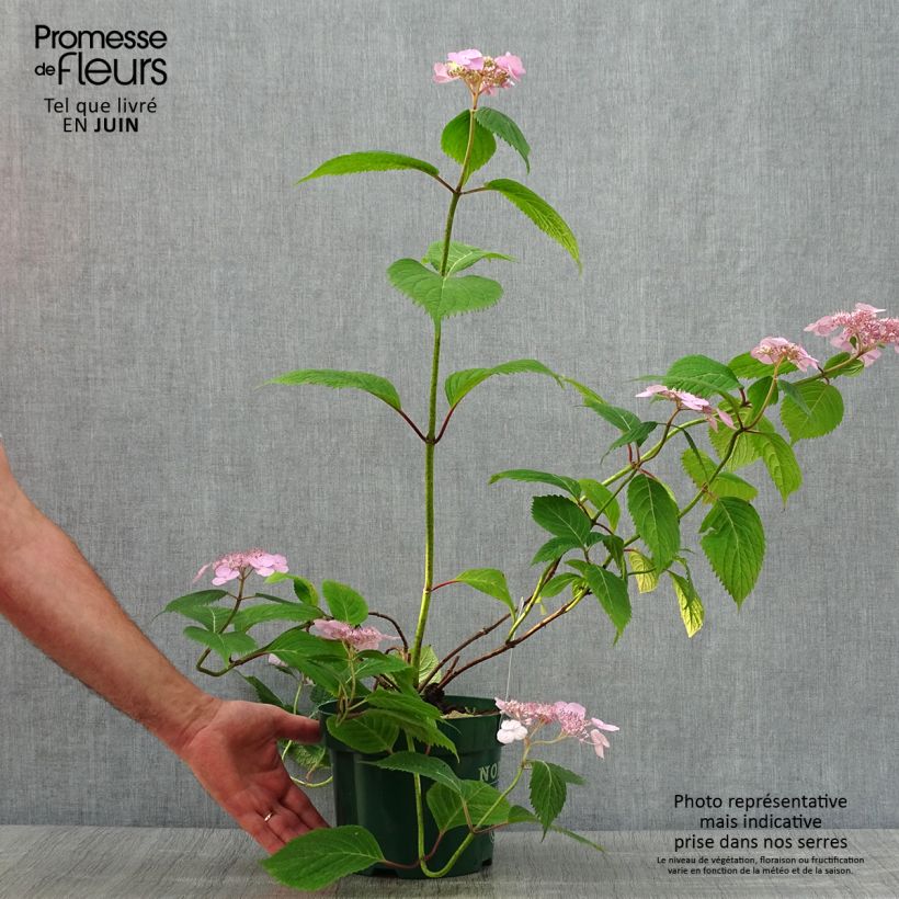 Amostra de Hortênsia serrata subsp. yezoensis Veerle Vaso de 3 L/4 L tal como entregue no verão