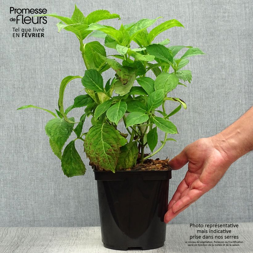Amostra de Hortênsia serrata Vicomte de Kerlot Vaso de 2 L/3 L tal como entregue no outono