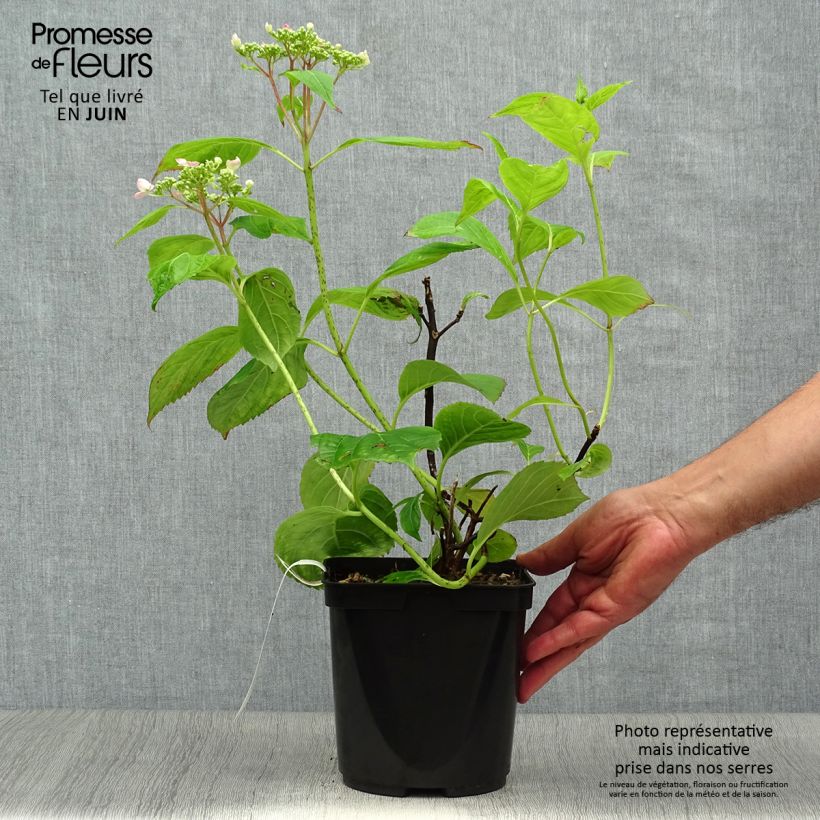 Amostra de Hortênsia serrata Vicomte de Kerlot Vaso de 2 L/3 L tal como entregue no verão