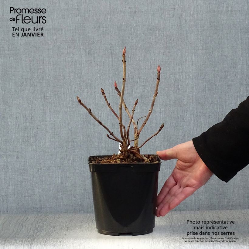 Amostra de Hortensia - Hydrangea serrata Vicomte de Kerlot Vaso de 2 L/3 L tal como entregue no inverno