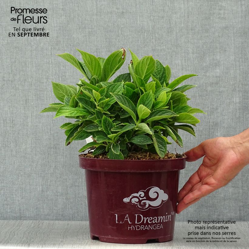 Amostra de Hortênsia macrophylla L.A Dreamin Vaso de 4 L/5 L, Arbusto tal como entregue no outono