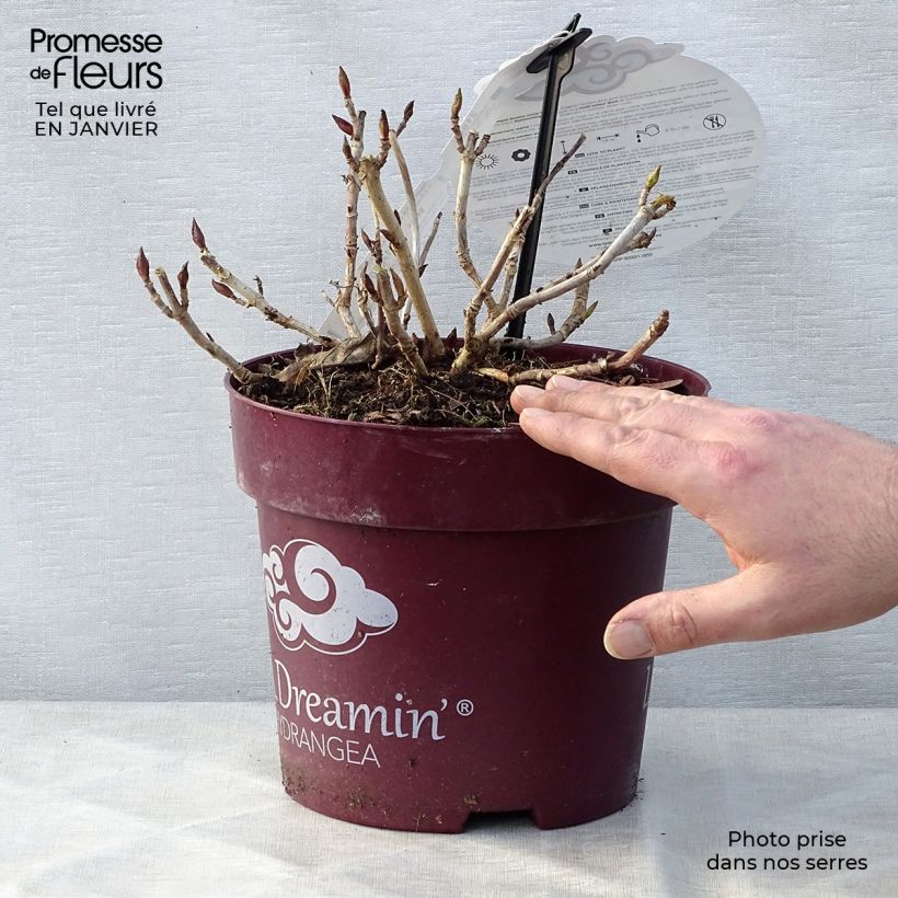 Amostra de Hortensia - Hydrangea macrophylla L.A Dreamin Vaso de 4 L/5 L tal como entregue no inverno
