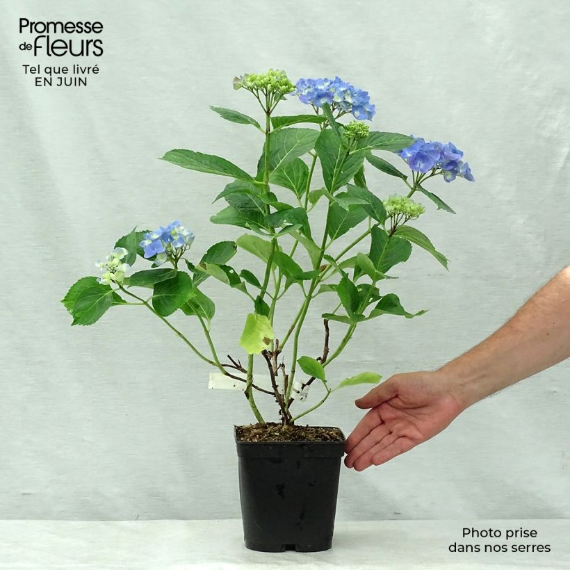 Amostra de Hortênsia macrophylla Mathilde Gutges Vaso de 2 L/3 L tal como entregue no verão