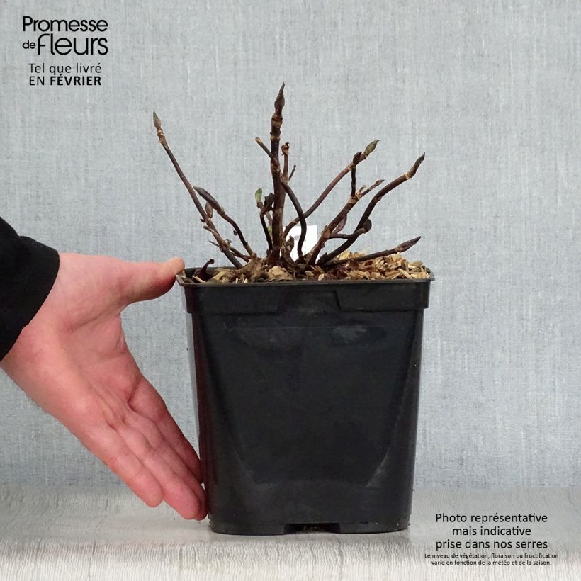 Amostra de Hortensia macrophylla Mathilde Gutges Vaso de 2 L/3 L tal como entregue no inverno