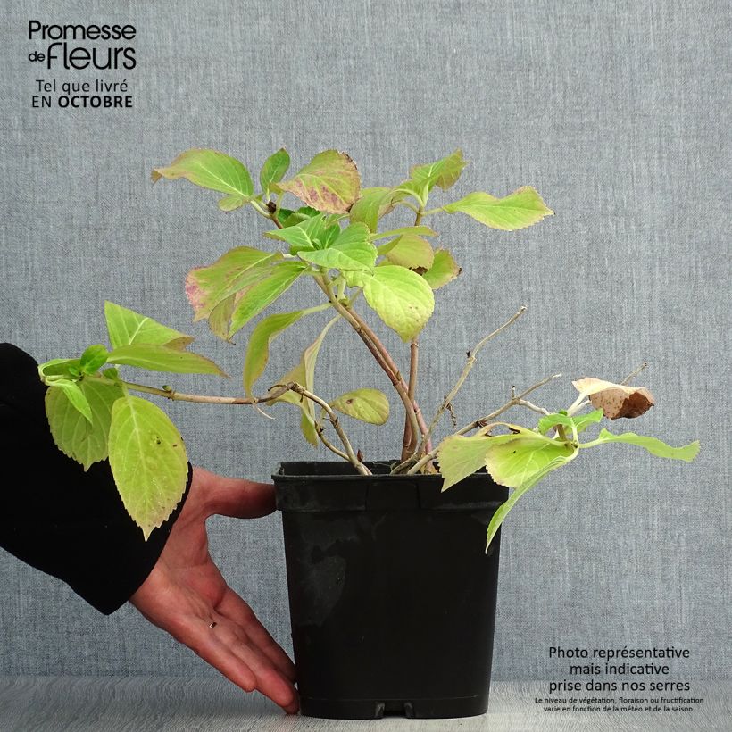 Amostra de Hortênsia macrophylla Mathilde Gutges Vaso de 2 L/3 L tal como entregue no outono