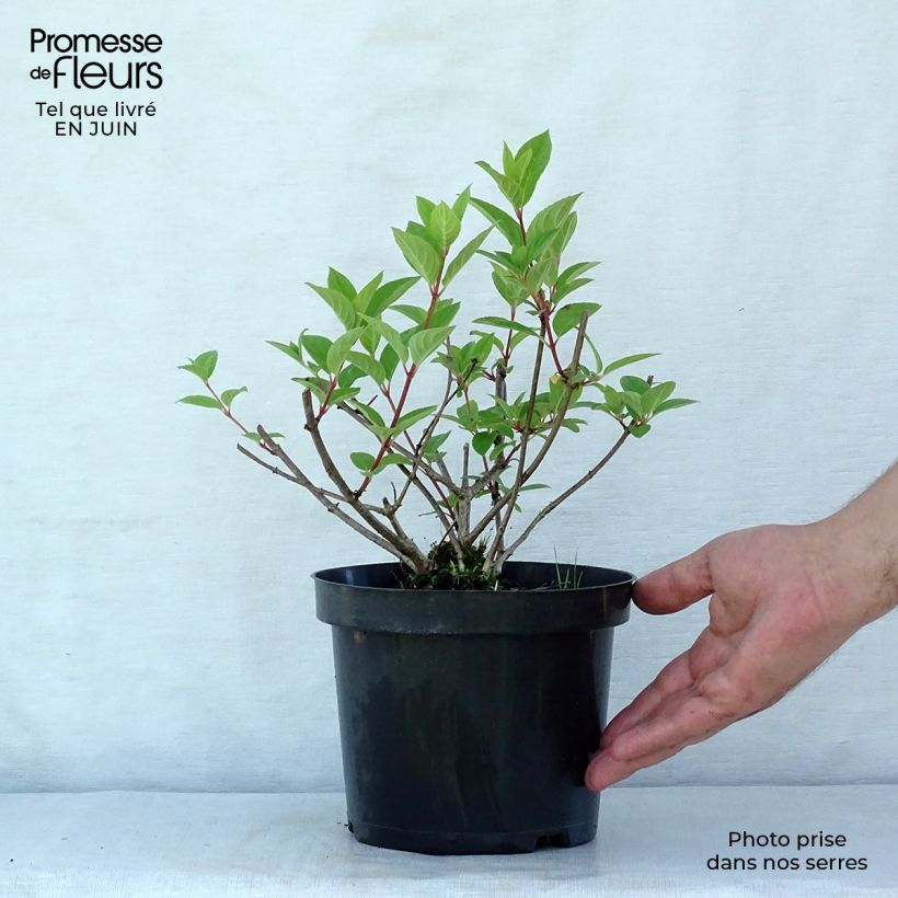 Amostra de Hortênsia paniculata Pink Diamond Vaso de 2 L/3 L tal como entregue no verão