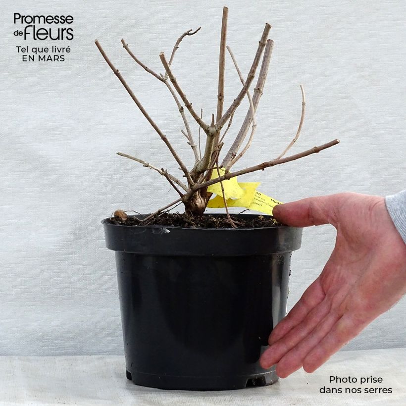 Amostra de Hortênsia paniculata Pink Diamond Vaso de 2 L/3 L tal como entregue na primavera