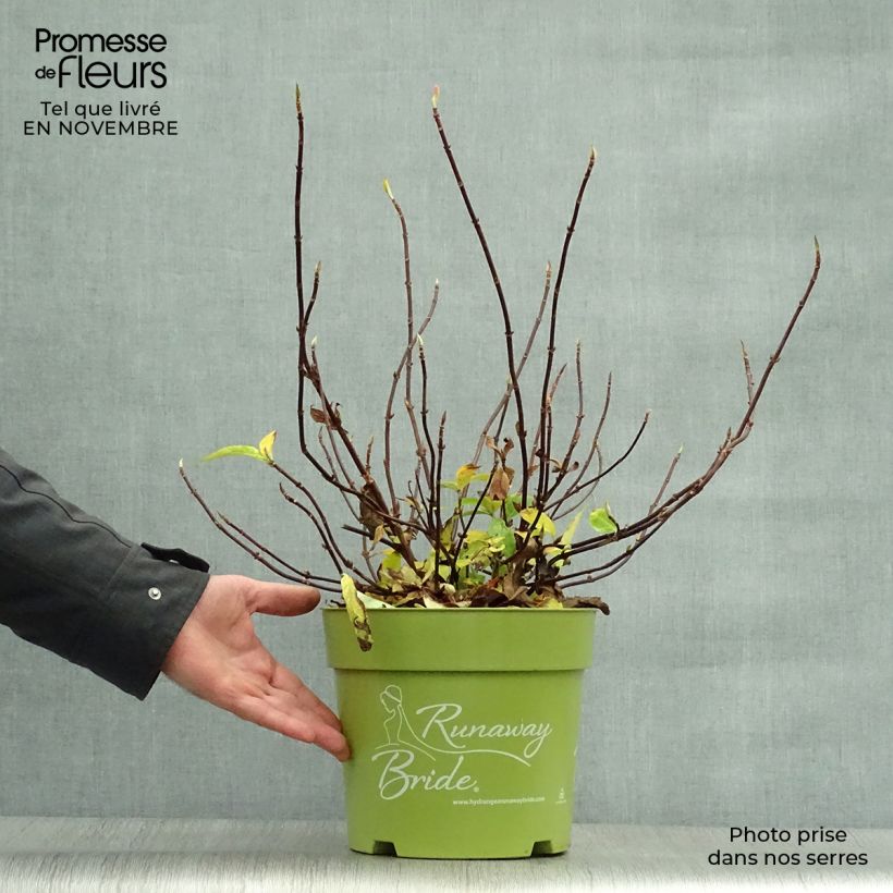 Amostra de Hortênsia Runaway Bride Vaso de 6 L/7 L tal como entregue no outono