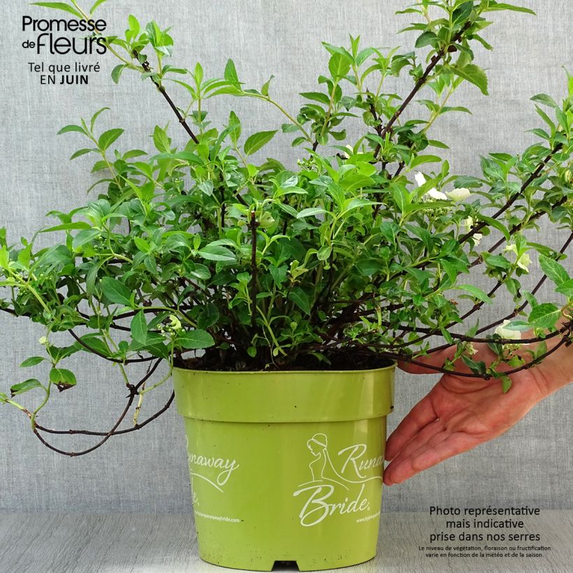 Amostra de Hortênsia Runaway Bride Vaso de 6 L/7 L tal como entregue no verão