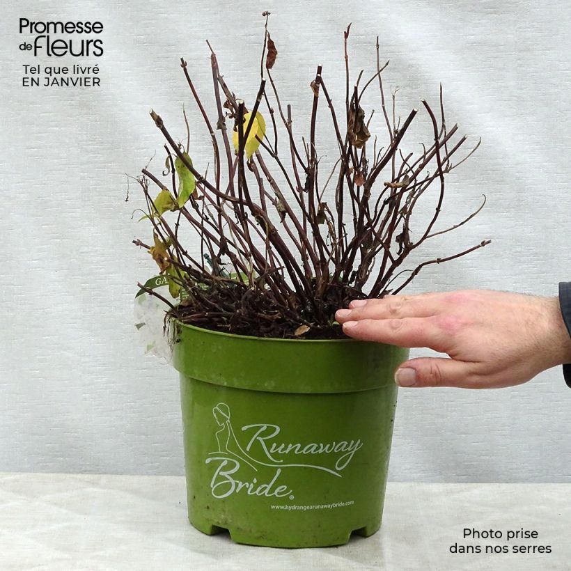 Amostra de Hortensia - Hydrangea Runaway Bride Vaso de 6 L/7 L tal como entregue no inverno